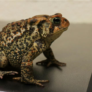 A toad sitting on a solid platform