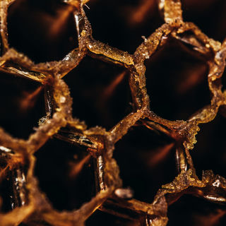 A macro photo of a honeycomb